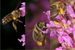 höselnde Biene vor einem Blutweiderich (Lythrum salicaria)